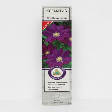 Clematis large -flowered "Leh Kachinsky", 1 pc, tube, spring 2025
