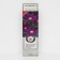 Clematis large -flowered "Leh Kachinsky", 1 pc, tube, spring 2025