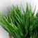 Bonsai in the pot "Garden Paradise" sedge, 11x22 cm, mix