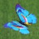 Plug "butterfly octavia" 8x10cm/25cm, mix
