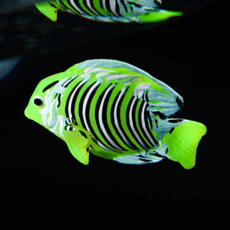 Decor for the Aquarium "Tochelian Fairy", silicone, with a neon effect, 6 x 4 cm-4