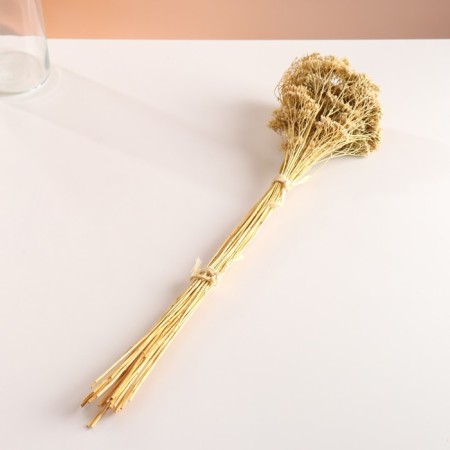 Set of dried flowers "yarrow", banch length 60 (+/- 6 cm), bleached-3