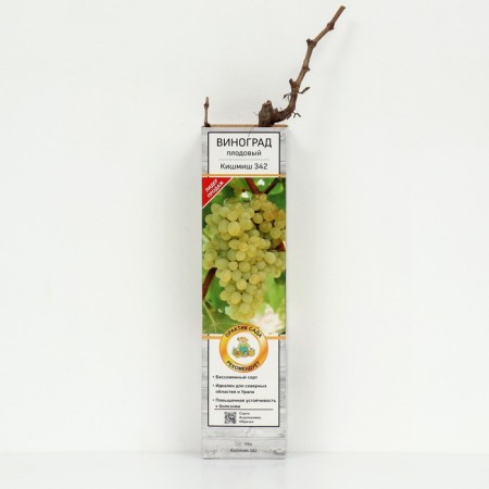 Fruit grapes (bloodless varieties) "Kishmish No. 342", 1 pc, tube, spring 2025