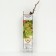 Fruit grapes (bloodless varieties) "Kishmish No. 342", 1 pc, tube, spring 2025