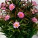 Bonsai in the pot "Chamomile Niva" 11x22 cm, mix