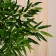 Artificial tree "Tropical bamboo" 150 cm