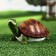 Garden figure "E am E amidary turtle" 22x13x10cm