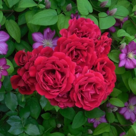Seedling rose "Erotic Rococo", tube, spring 2025