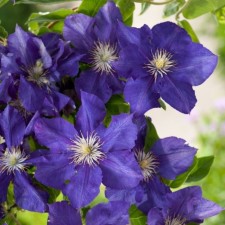 Clematis large-flowered rapsodi, C2 pot, H20-40 height, 1 pc, summer 2024