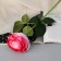 Artificial flowers "rose lady cascade, with spikes" 57x8 cm, white-pink
