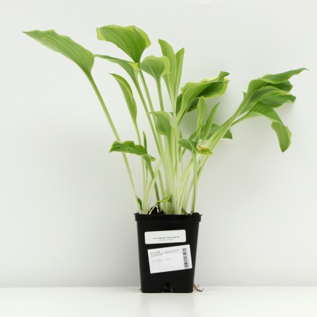 Host -headed "Golden Tiara", P9 pot, 1 pc, spring 2024-2
