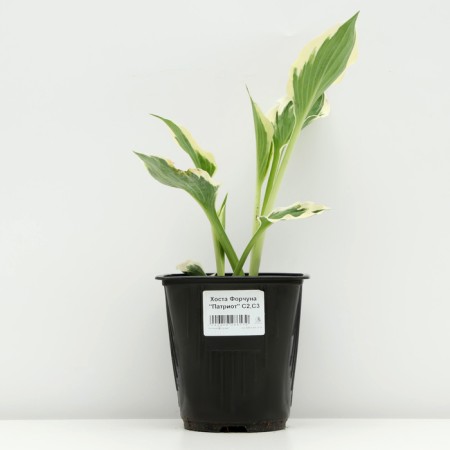 Khosta Fortuna "Patriot", pot C3, 1 pc, spring 2024-2