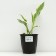 Khosta Fortuna "Patriot", pot C3, 1 pc, spring 2024