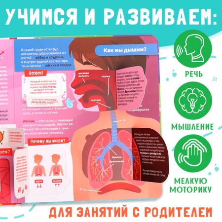 Book with windows "How does my body arrange?", 55 windows, encyclopedia-3