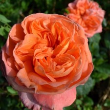 Seedling rose 