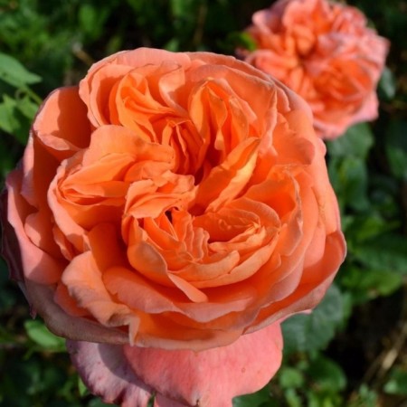 Seedling rose "Rene Gossini", tube, spring 2025