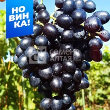Very early grapes (110-115 days) Kishmish lord