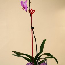 Support for orchids, h = 44 cm, plastic, raspberry, mix