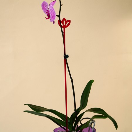Support for orchids, h = 44 cm, plastic, raspberry, mix