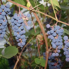 Grapes seedling 
