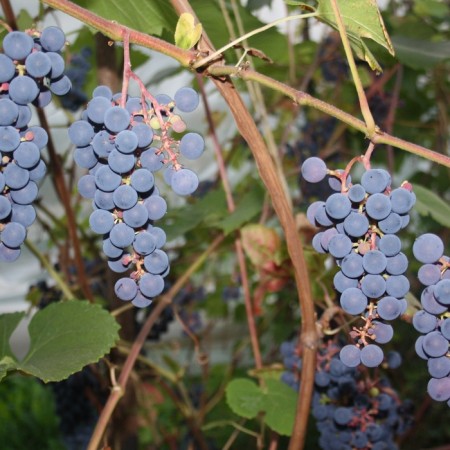 Grapes seedling "Zilga", tube, spring 2025