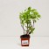 Seedling act pink, pot P9, summer 2024