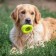 Chewing toy for dogs "Tire" 9 cm, light green