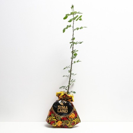Seedling rose manstead Wood, English, pot 2 l., Summer 2024-1