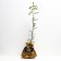 Seedling rose manstead Wood, English, pot 2 l., Summer 2024