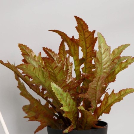 Bonsai "Asplenium" 10x22 cm, mix-1