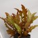 Bonsai "Asplenium" 10x22 cm, mix