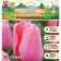 Tulip Jimbo Pink, river 11/12, 5pcs, autumn 2024