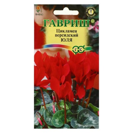 Flowers Cyclamen "Julia", 3 pcs.