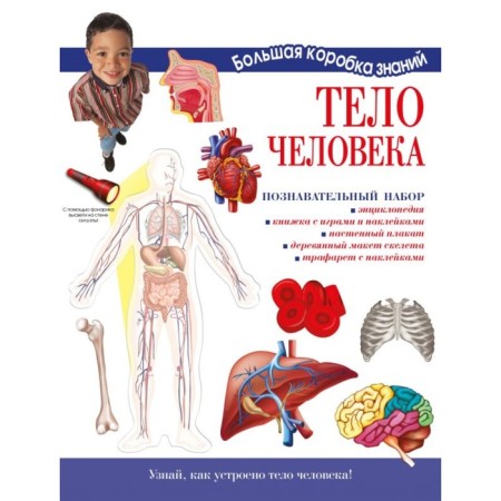 The human body. Cognitive set. Torchinskaya M. O.