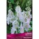 Motenary (Verbaskum) "Violet Flash Ov White", 1 pc, rr I, spring 2025