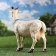 Garden figure "Goat with horns" 38x42cm