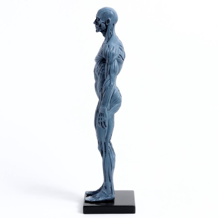 Model "Human Body" 29cm-2