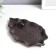 Souvenir cast iron stand "Frog on the sheet" 1x19x11 cm