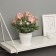 Bonsai in the pot "Primrose Extra Premium" 21x9 cm, mix