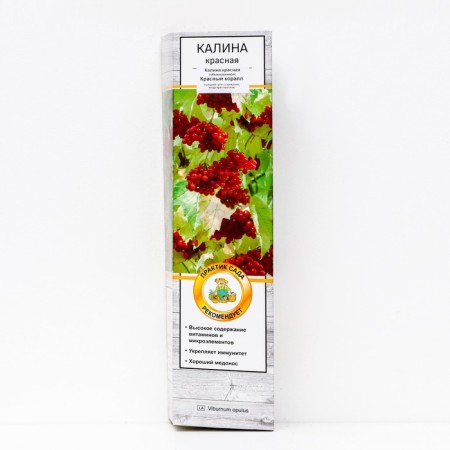 Kalina red (ordinary) "red coral", 1 pc, tube, spring 2025