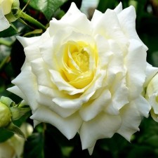 Seedling rose Plesy 