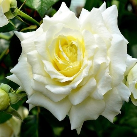 Seedling rose Plesy "Elf", tube, 1 pc, spring 2025