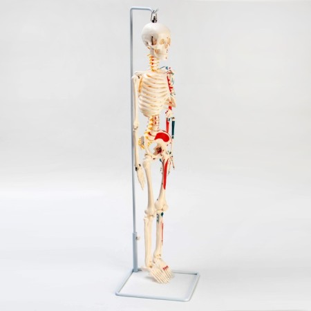Model "Human Skeleton" 85cm-1