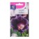 Gloxinia flowers "Impress Parl", 3 pcs. in amp.