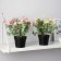 Bonsai in the pot "Chamomile Trushka" 9x22 cm, mix