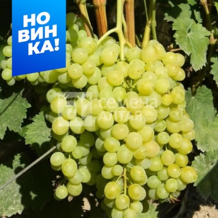 Grapes are very early (100-110 days) Olympiad
