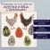 Tattoo on the body Color "chickens and eggs. Stylization" 10x10 cm