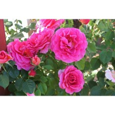 Seedling rose Floribunda Tom Tom, tube, 1 pc, spring 2025