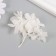 Sukhotzet "hydrangea" white h = 6-6.5 cm