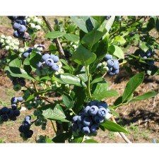 Blueberries tall Blugold, C2 pot, H20-40 Height, 1 pc, summer 2024